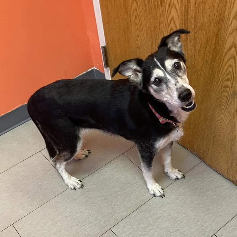 An adult medium-sized female Black Mixed Breed dog named Angel for adoption in Newark, NJ