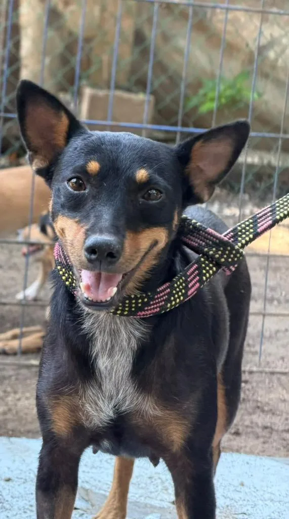 A young small-sized female Lancashire Heeler dog named Peque for adoption in San Diego, CA