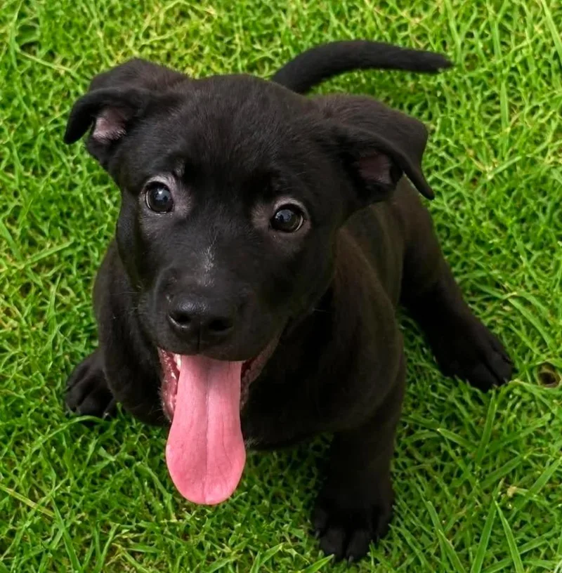 A baby medium-sized male Labrador Retriever dog named Rolex for adoption in El Dorado, AR