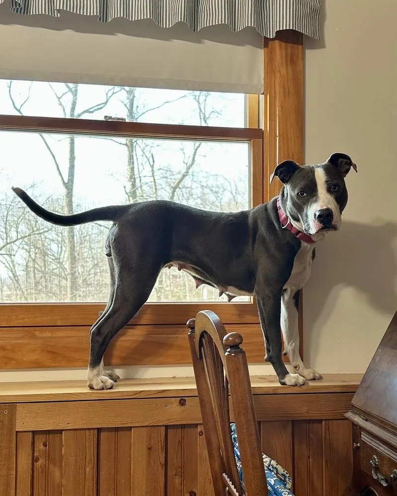 A young medium-sized female Gray / Blue / Silver American Staffordshire Terrier dog named Ac  Angela for adoption in Brewster , NY