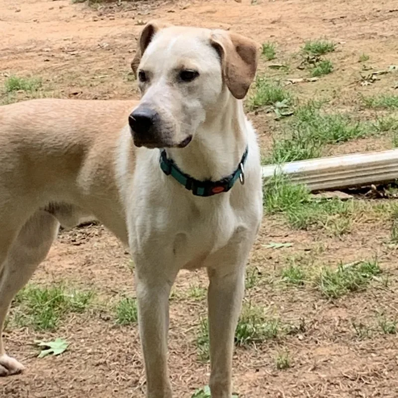 An adult medium-sized male Yellow / Tan / Blond / Fawn Labrador Retriever dog named Max for adoption in Auburn, NH
