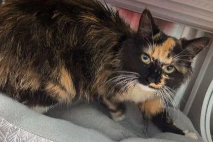 An adult small-sized female Domestic Long Hair cat named Iris for adoption in West Chester, PA