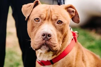 Sir Wiggles thumbnail 2