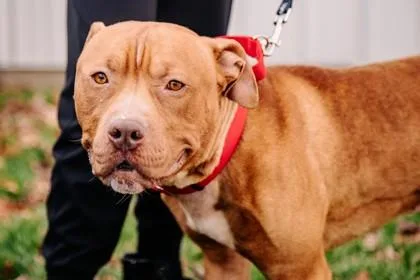 Sir Wiggles thumbnail 3