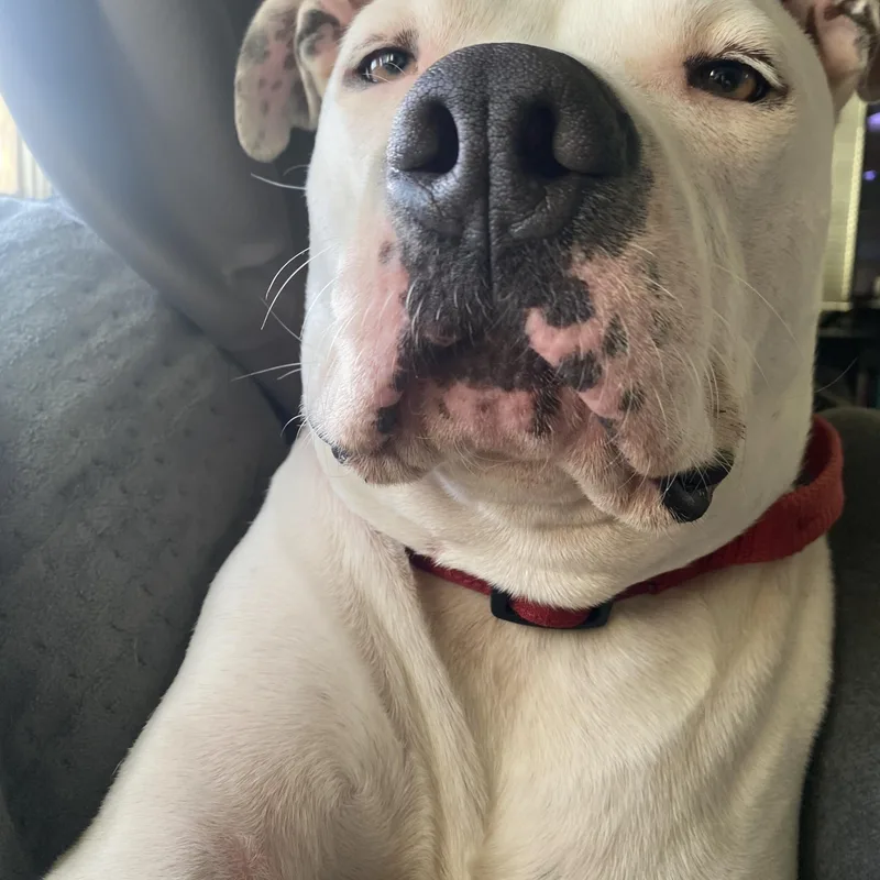 Sonny Bono thumbnail 2