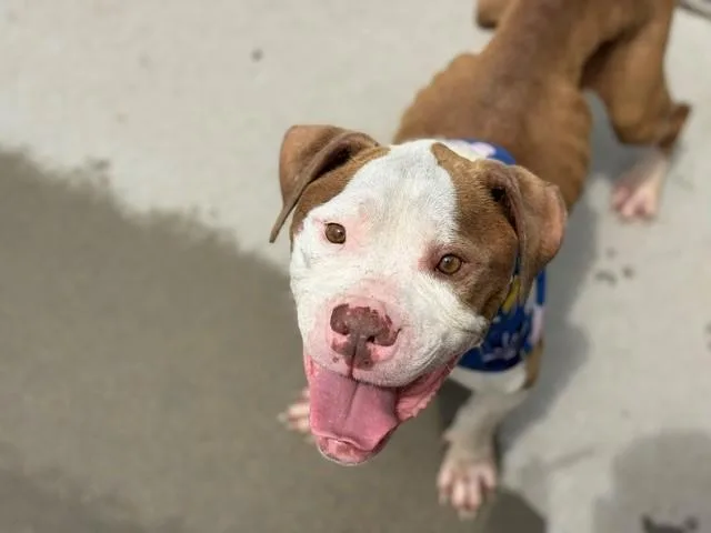 An adult medium-sized male Pit Bull Terrier dog named Rusty for adoption in Tulsa, OK