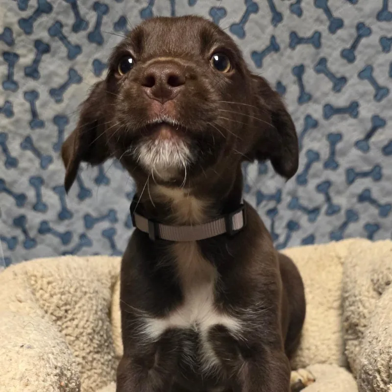 A baby medium-sized male Brown / Chocolate Mixed Breed dog named Ink for adoption in Alexandria, VA