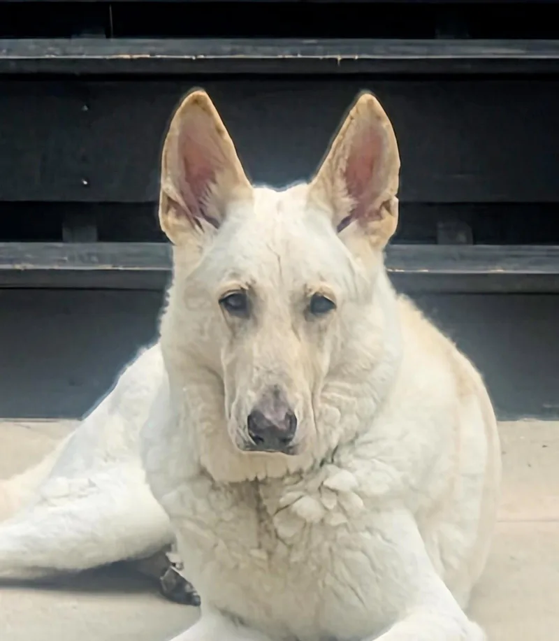 Morris