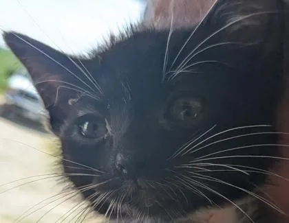 The Runt