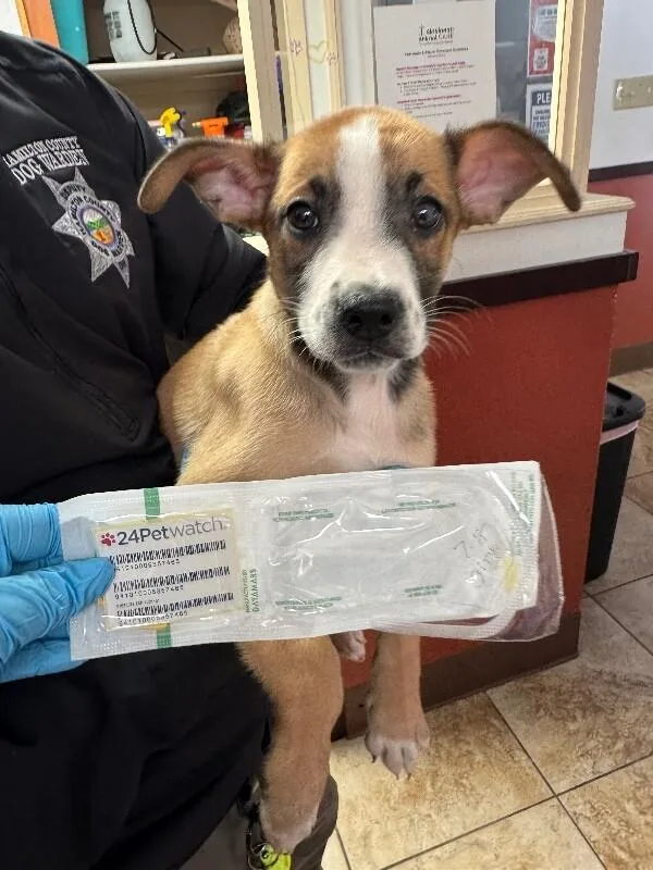 A young medium-sized female Brown / Chocolate Mixed Breed dog named Stevie for adoption in Cincinnati, OH