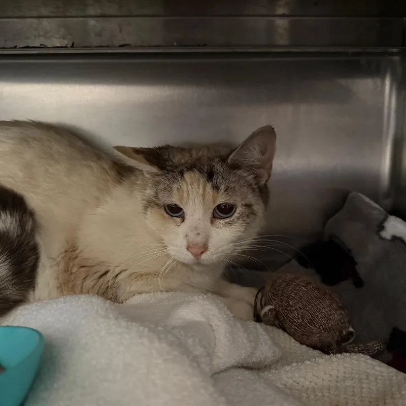 An adult medium-sized female Cream / Ivory Domestic Short Hair cat named Rosemary for adoption in Fort Bragg, CA