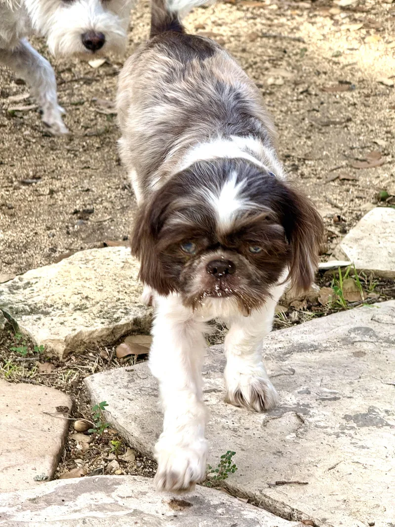 An adult small-sized male Sable Shih poo dog named Oden Oddie the blueeyed for adoption in Lockhart, TX