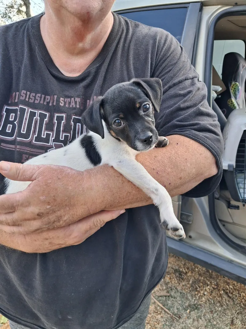 A baby small-sized female Tricolor (Brown, Black, & White) Jack Russell Terrier dog named Janie for adoption in Kalamazoo, MI