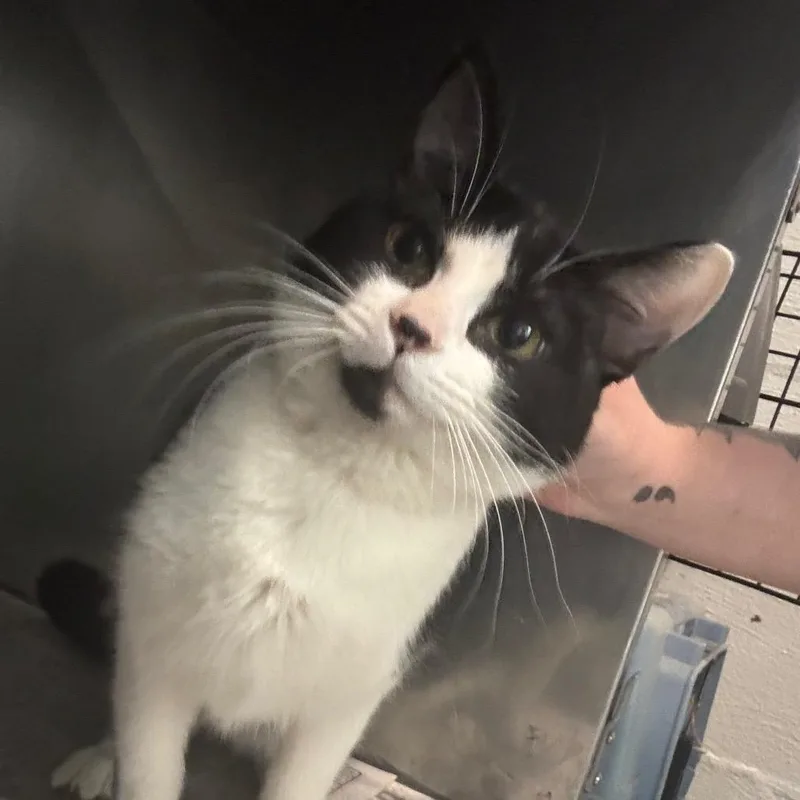 A baby small-sized male White Domestic Short Hair cat named Gus Gus for adoption in Clanton, AL