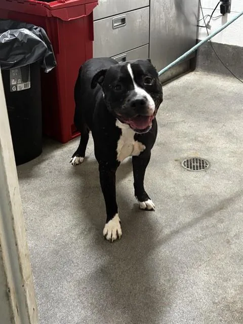 An adult large-sized male Pit Bull Terrier dog named Pedro for adoption in Upper Marlboro, MD