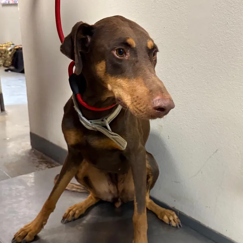 An adult medium-sized female Brown / Chocolate Doberman Pinscher dog named Lottie for adoption in Yuma, AZ