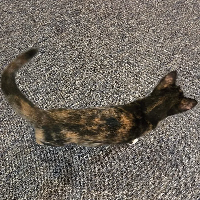 A baby small-sized female Tortoiseshell Domestic Short Hair cat named Izzy for adoption in Traverse City, MI