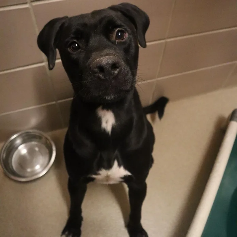 A young medium-sized male Black Mixed Breed dog named Rocco for adoption in Waukesha, WI