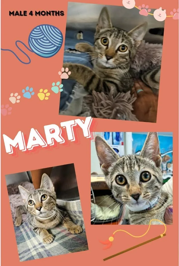 A baby small-sized male Domestic Short Hair cat named Marty for adoption in Blountville, TN