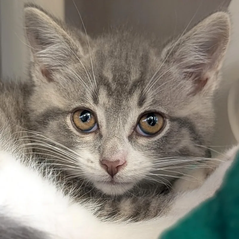 A baby medium-sized male Tabby (Gray / Blue / Silver) Domestic Short Hair cat named Po Po for adoption in Jefferson, WI