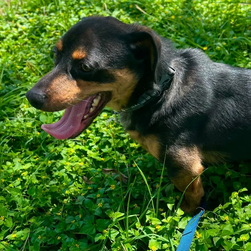 A young small-sized male Brown / Chocolate Dachshund dog named Benjamin for adoption in Center Point, TX
