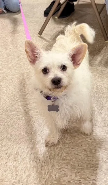 An adult small-sized female White / Cream Maltese dog named Tessa for adoption in Upland, CA