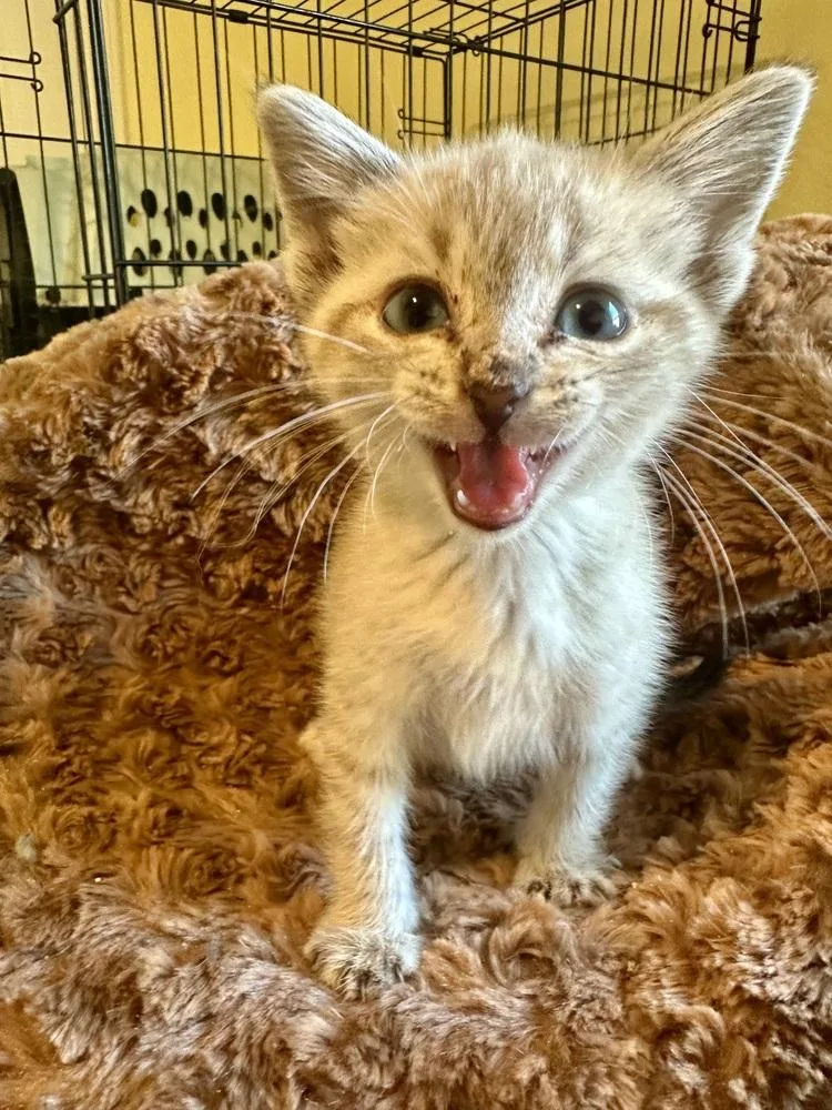 A baby small-sized female Siamese cat named Kiwi for adoption in Shawnee, OK