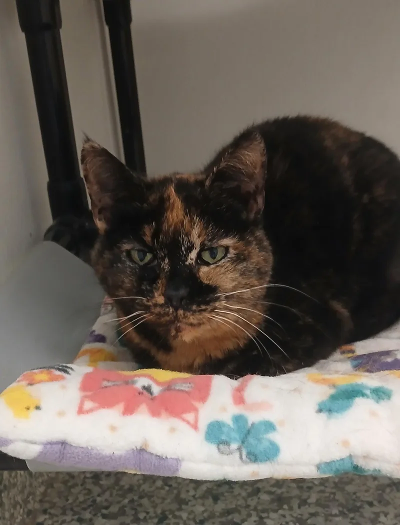 An adult medium-sized female Tortoiseshell cat named Molly for adoption in Bay City, MI