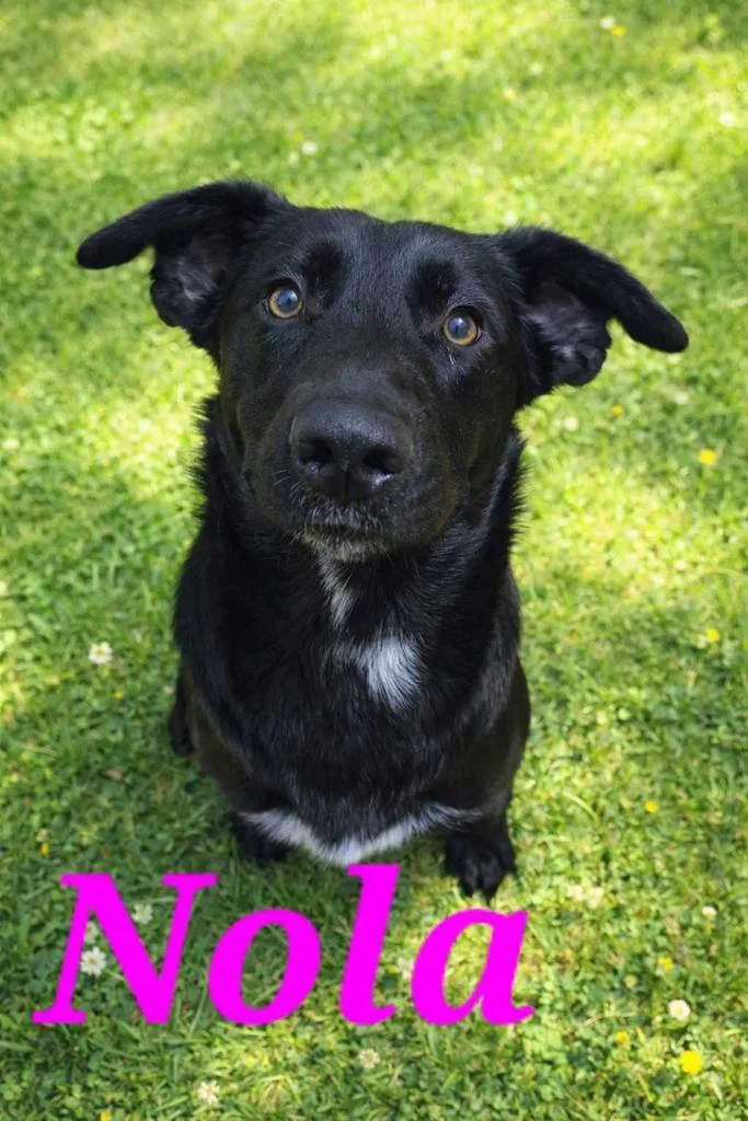Nola