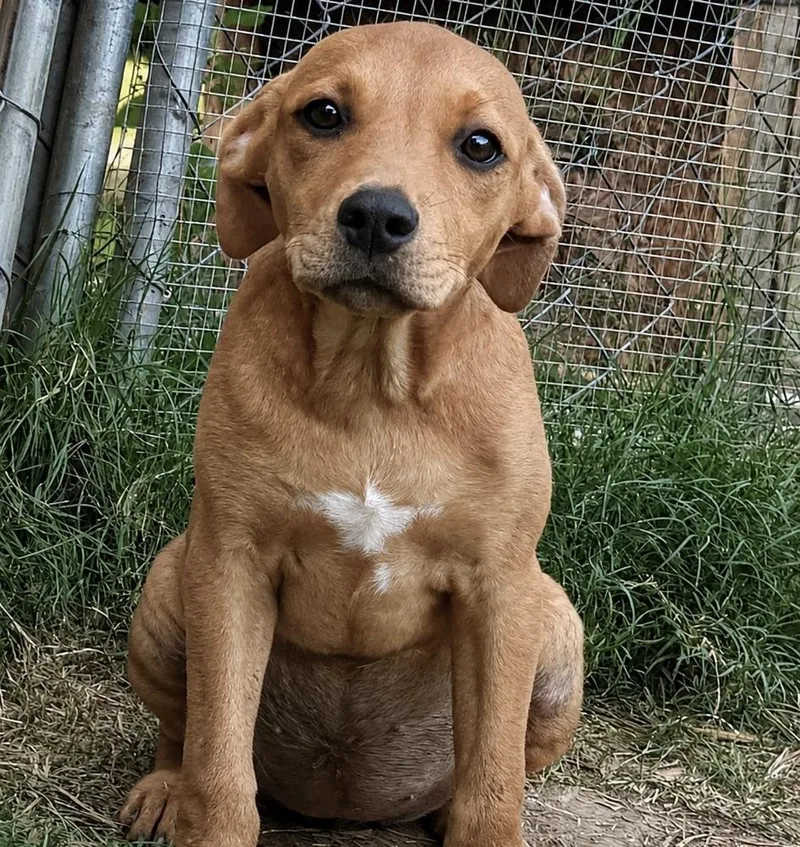 Rosie hound litter