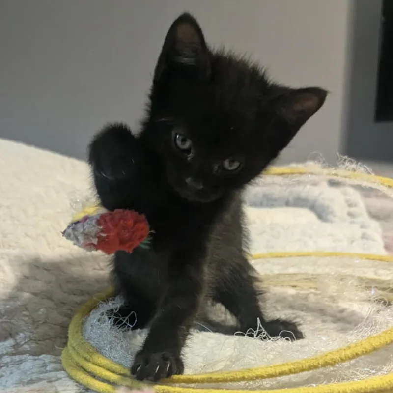 A baby small-sized male Black Domestic Short Hair cat named Inky for adoption in Las Vegas, NV