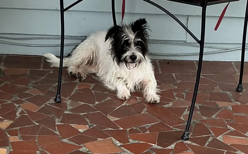 A young small-sized female Black Shih Tzu dog named Chloe for adoption in Baker, LA