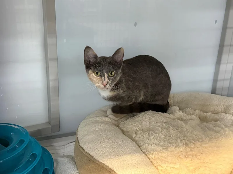 A baby medium-sized female Domestic Short Hair cat named Cleo for adoption in Raleigh, NC