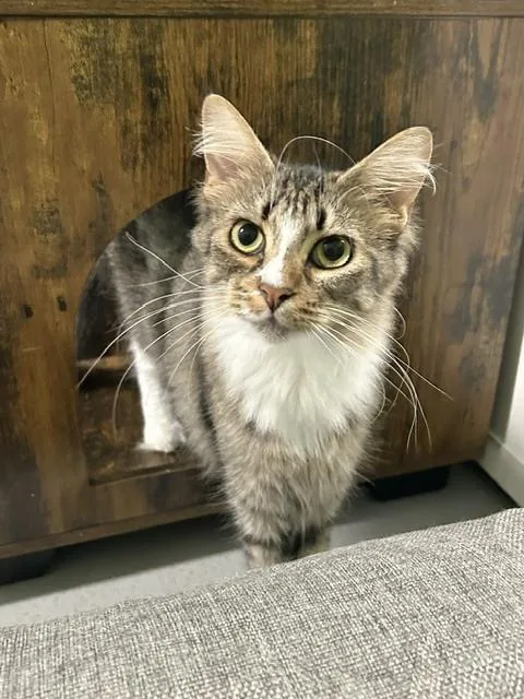 An adult medium-sized female Domestic Short Hair cat named Kylin for adoption in Muskegon, MI