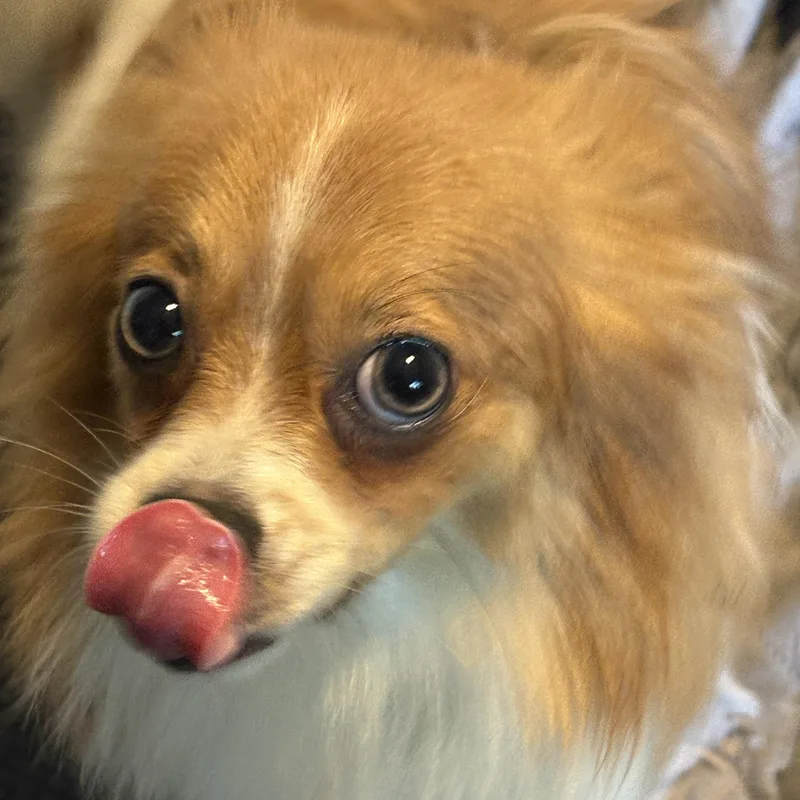 Lemon thumbnail 3
