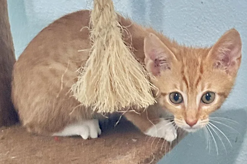 Cheyenne thumbnail 2