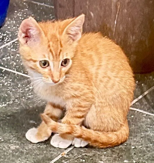 Cheyenne thumbnail 3