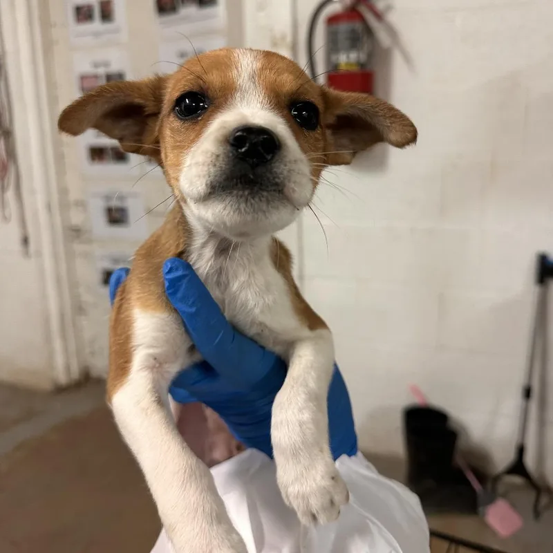 A baby small-sized female Brown / Chocolate Mixed Breed dog named Johanna for adoption in Edinburg, TX