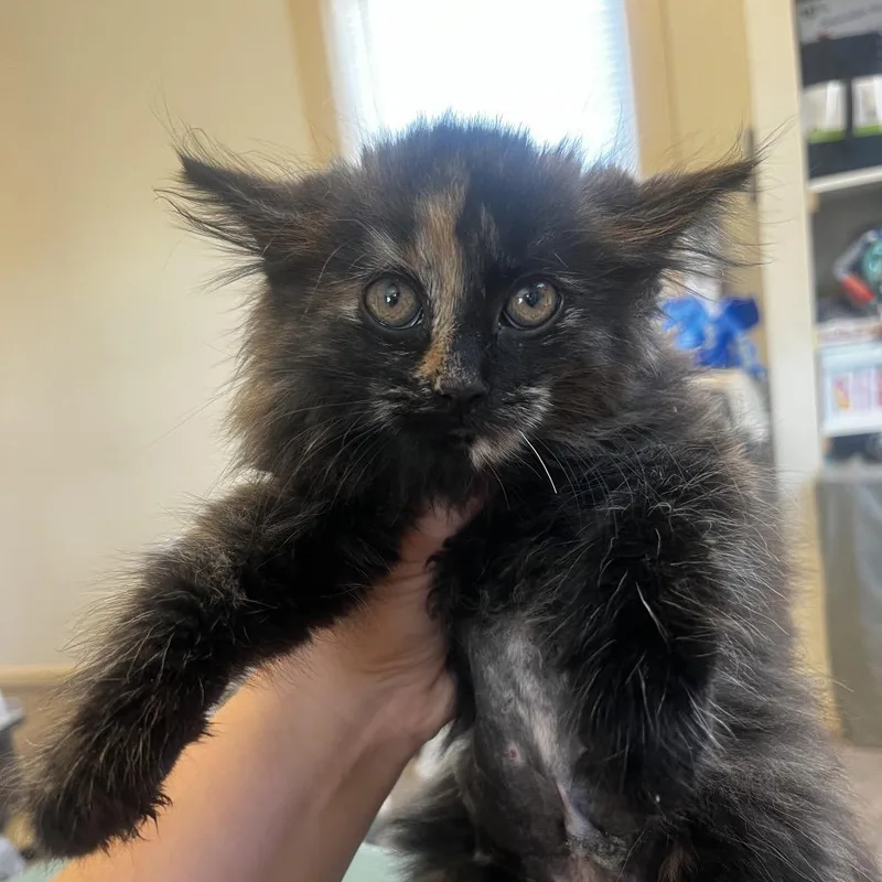 A baby small-sized female Domestic Medium Hair cat named Honey for adoption in Pasadena , MD
