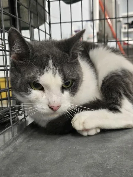 An adult medium-sized female Domestic Short Hair cat named Aravis for adoption in Millersville, MD