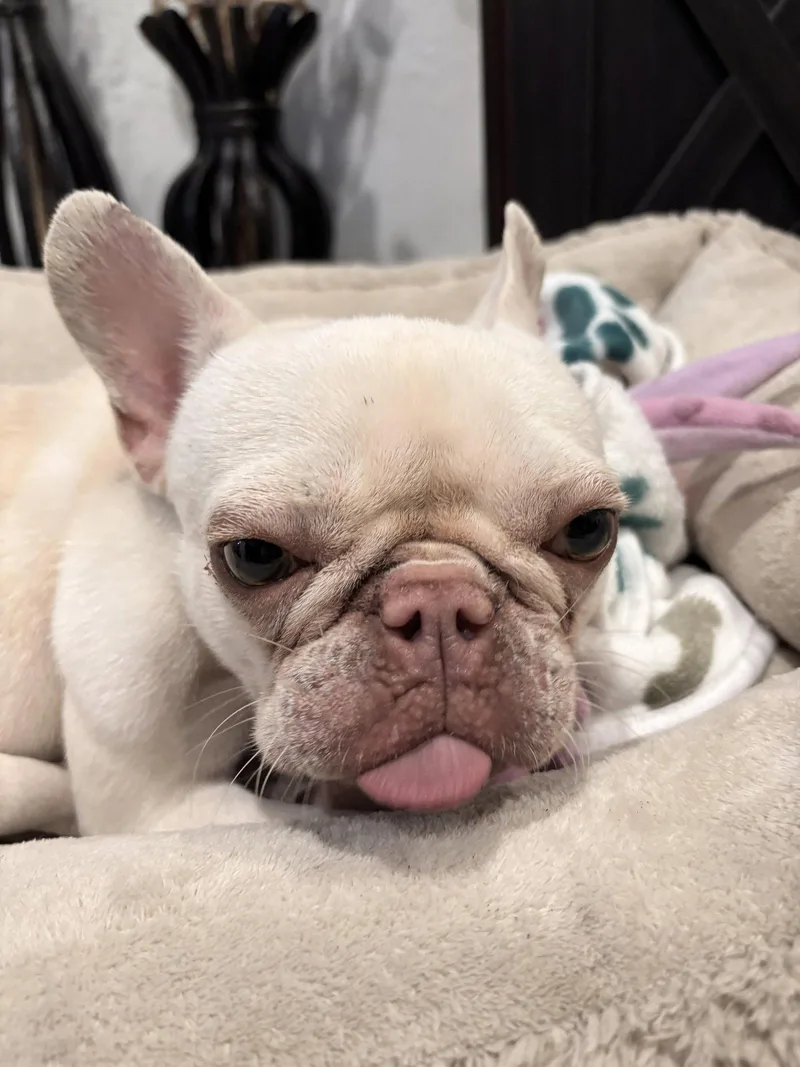 An adult small-sized male French Bulldog dog named Simba for adoption in Margate, FL