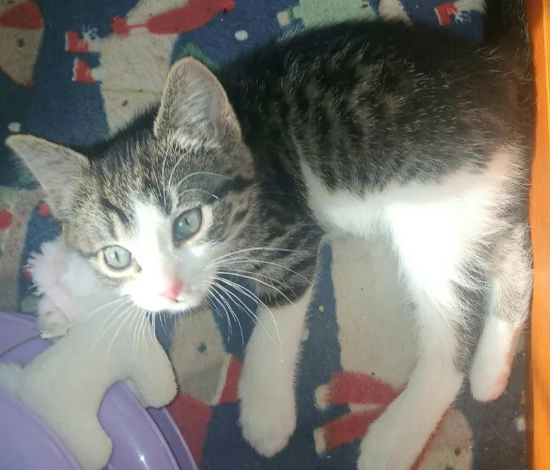 A baby small-sized male Brown / Chocolate Domestic Short Hair cat named Zephyr for adoption in Chicago, IL