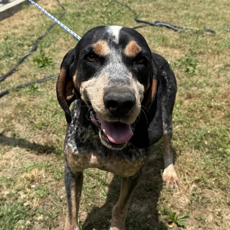 An adult medium-sized male Tricolor (Brown, Black, & White) Bluetick Coonhound dog named Boone for adoption in Columbia, SC