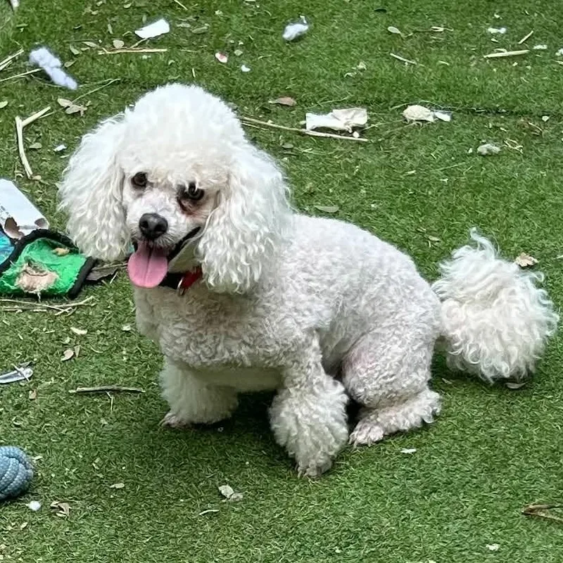 An adult small-sized male White / Cream Poodle dog named Pierre for adoption in Boerne, TX
