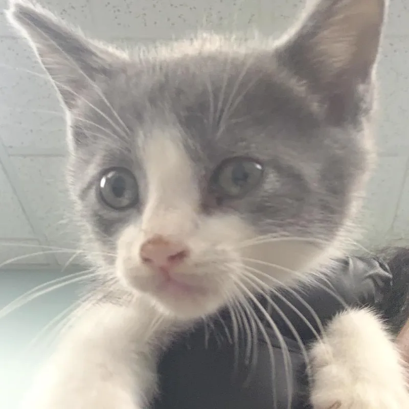 A baby small-sized male Gray / Blue / Silver Domestic Short Hair cat named Koei for adoption in Lauderhill, FL
