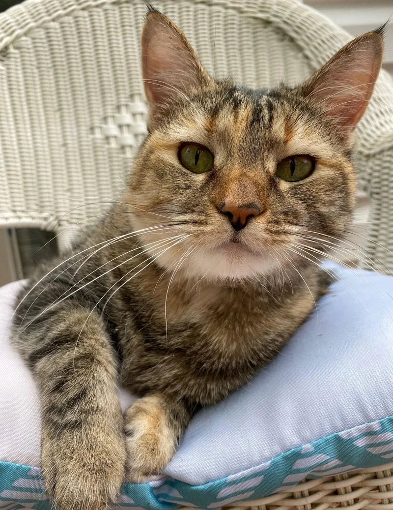 A senior medium-sized female Domestic Short Hair cat named Phoebe for adoption in Lutherville, MD