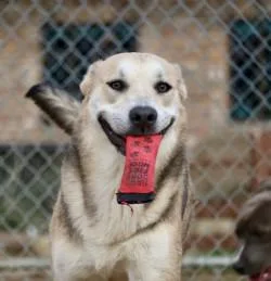 Jack Skellington thumbnail 2