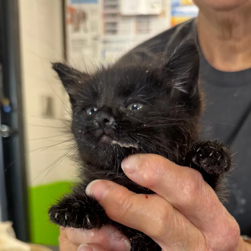 A baby small-sized male Black Domestic Short Hair cat named Salsa for adoption in Ponca City, OK
