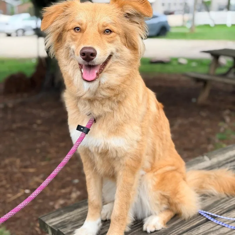An adult medium-sized female Yellow / Tan / Blond / Fawn Australian Shepherd dog named Gloria for adoption in Huntington, WV