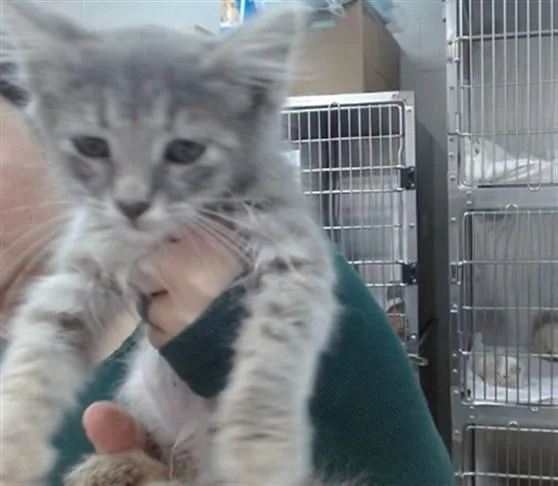 A baby small-sized female Domestic Medium Hair cat named Silver for adoption in Salinas, CA